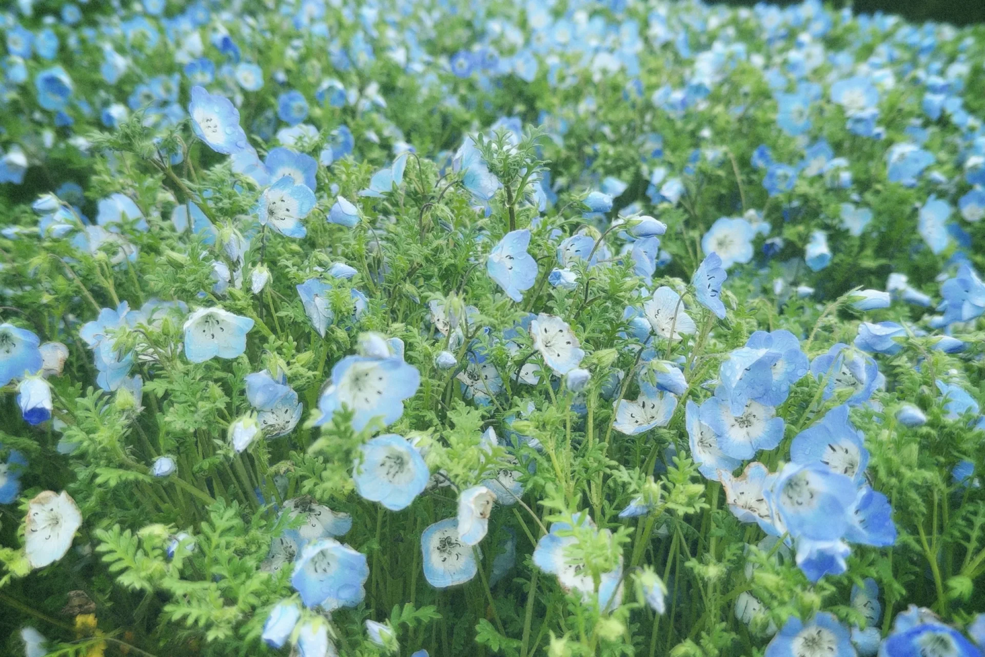 四季の花が彩る旅